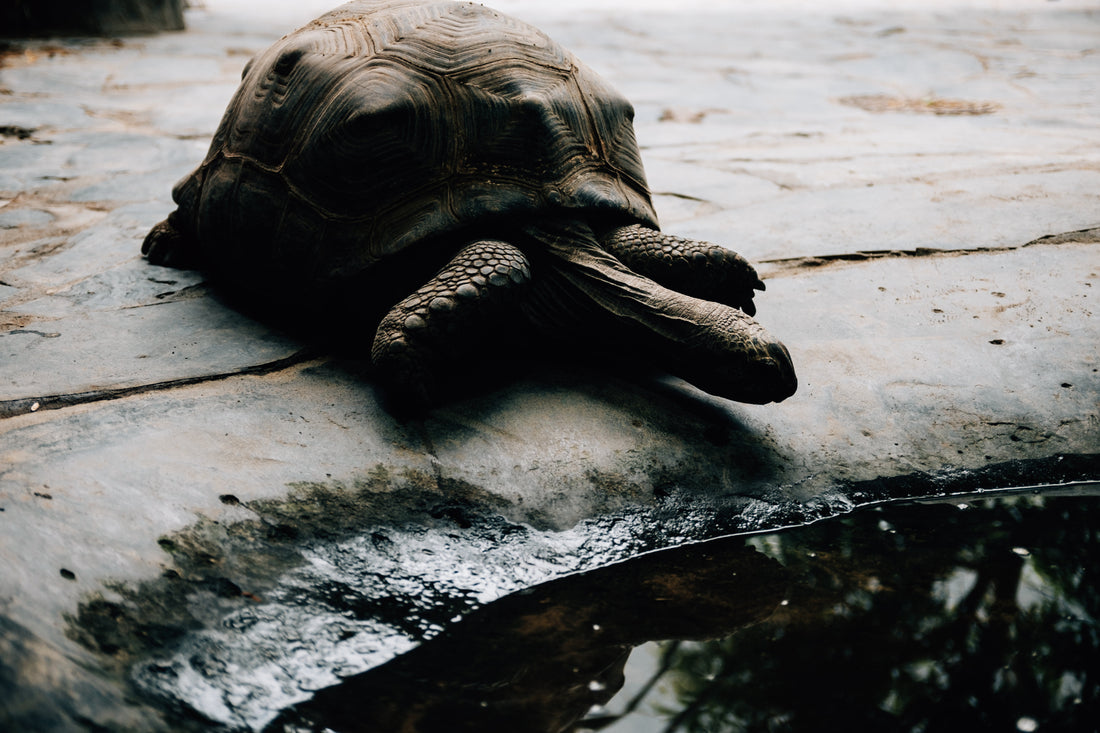 a-tortoise-makes-their-way-into-the-water
